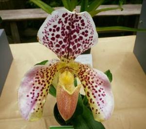 Paphiopedilum Harry Potter