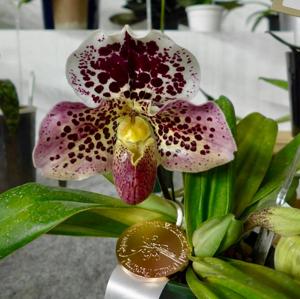 Paphiopedilum Harry Potter