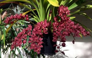 Cymbidium Phar Lap