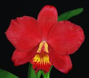 Cattleya Isabelle Stone