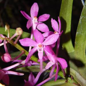 Vanda Cherry Blossom