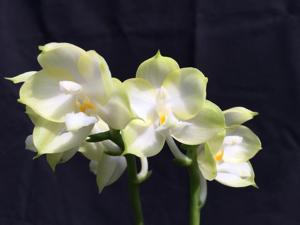 Phalaenopsis Chang Maw Jade