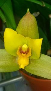 Lycaste Jason