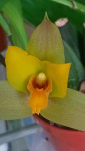 Lycaste Jason