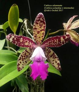 Cattleya Calummata