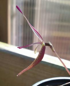 Restrepia guttulata-pandurata