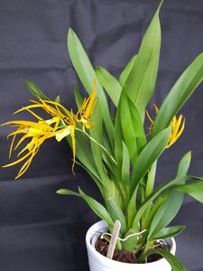 Brassia Orange Delight