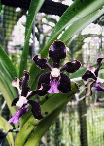 Vanda Kultana Oriental Aroma