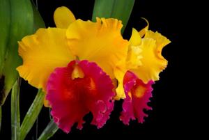 Rhyncholaeliocattleya Chunyeah