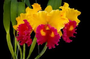 Rhyncholaeliocattleya Chunyeah