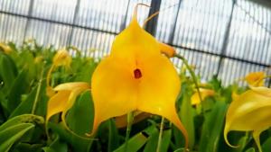 Masdevallia Hoosier Angel