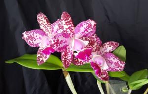 Cattleya Pink Jaguar