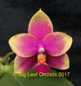<i>Phalaenopsis</i> Zheng Min Oriole