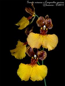 Gomettia Memoria Christa Erdmann