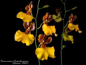 Gomettia Memoria Christa Erdmann