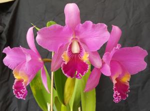 Cattleya Purple Queen