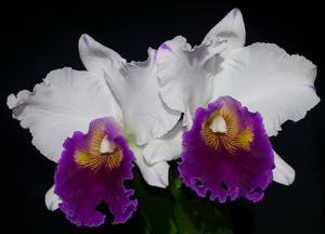 Rhyncholaeliocattleya Varut Rittinun