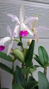 Cattleya Porphyrophlebia