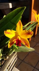 Cattlianthe Chocotome Gold