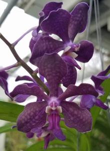 Vanda Paula Zabik