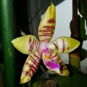 Phalaenopsis hieroglyphica-Macassar