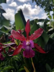 <i>Laeliocatanthe</i> Living Jewel