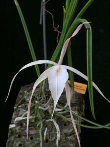 Brassavola Yaki