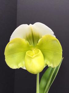 Paphiopedilum Sorcerer's Stone