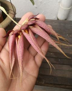 Bulbophyllum Krairit Vejvarut
