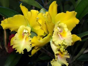 Rhyncholaeliocattleya Heritage Gold