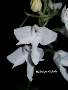 Habenaria Angel Bone