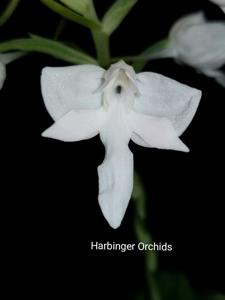 Habenaria Angel Bone