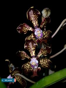 Vanda Trimerrill