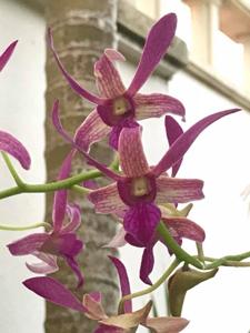 Dendrobium Flamingo Gardens