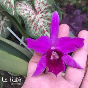 Cattleya Rubin