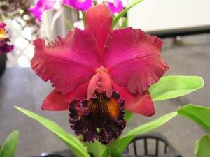 Rhyncholaeliocattleya Walnita Char