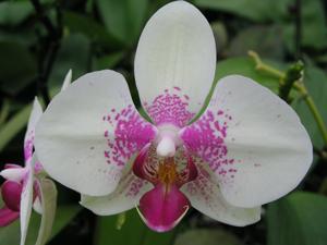 Phalaenopsis Marlene's Magic Red