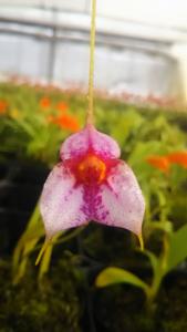 Masdevallia Winter Blush