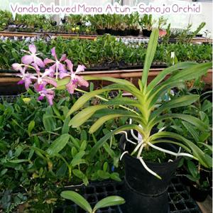 Vanda Beloved Mama Atun