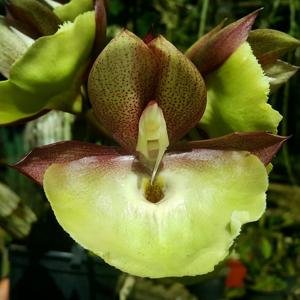 Catasetum Penang