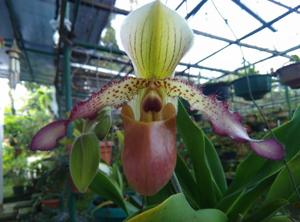 Paphiopedilum Vanguard