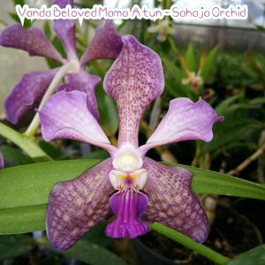 Vanda Beloved Mama Atun