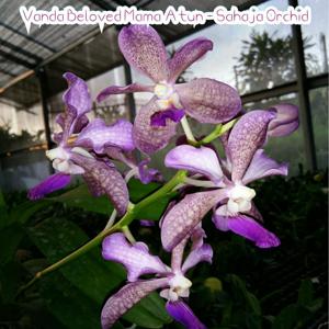 Vanda Beloved Mama Atun