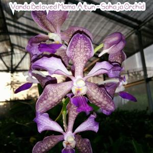 Vanda Beloved Mama Atun