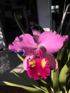 Cattleya Ben Hur