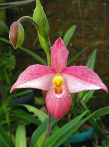 Phragmipedium Hanne Popow