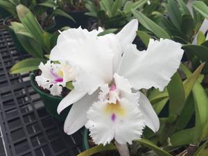 Rhyncholaeliocattleya Pastoral