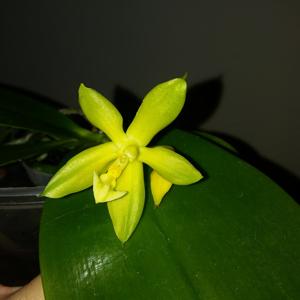 Phalaenopsis Malacea