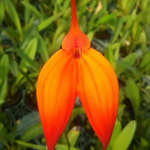 Masdevallia Heathii