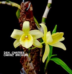 Dendrobium Chatree